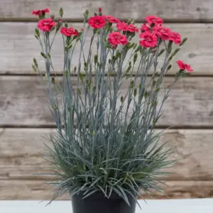 Picture - Whetman Plants International Ltd.