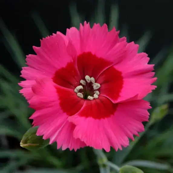 Picture - Whetman Plants International Ltd.