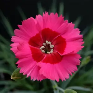 Picture - Whetman Plants International Ltd.