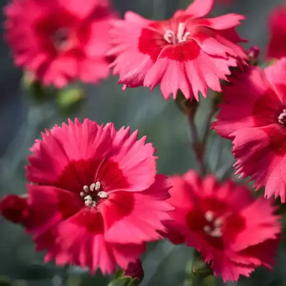Picture - Whetman Plants International Ltd.