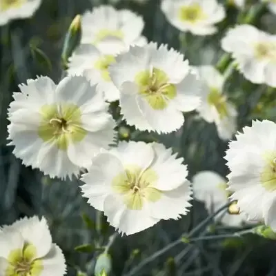 Picture Credit - Whetman Plants International Ltd.