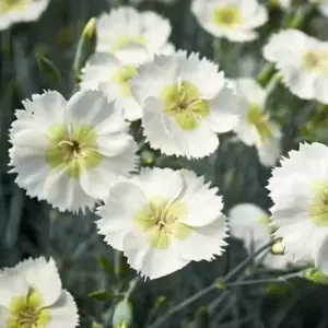 Picture Credit - Whetman Plants International Ltd.