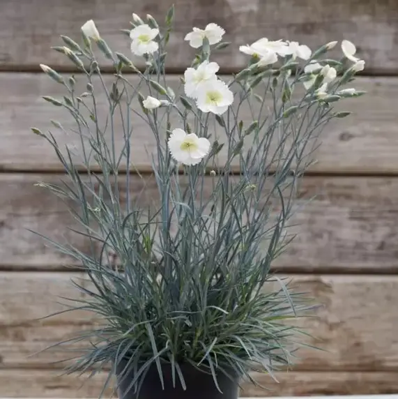 Picture Credit - Whetman Plants International Ltd.