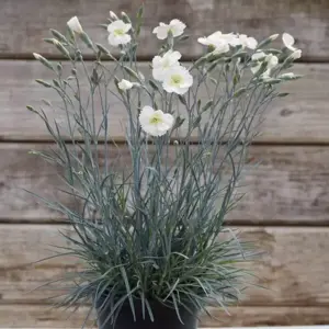 Picture Credit - Whetman Plants International Ltd.