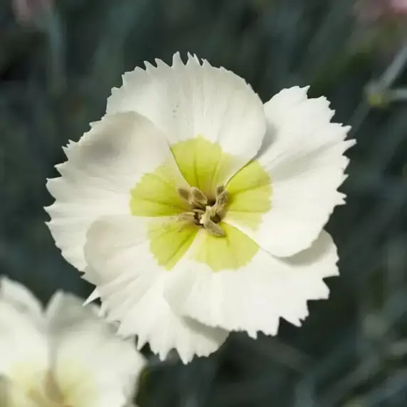 Picture Credit - Whetman Plants International Ltd.