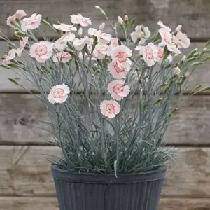 Picture Credit - Whetman Plants International Ltd.