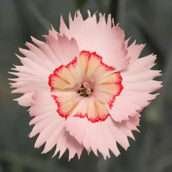 Picture Credit - Whetman Plants International Ltd.