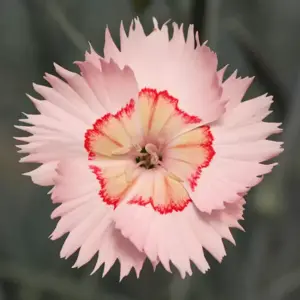 Picture Credit - Whetman Plants International Ltd.