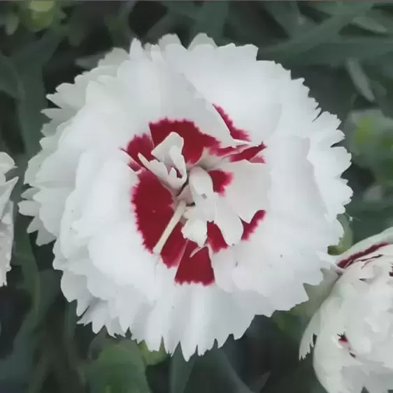 Dianthus 'Coconut Sundae' ℗ - © Whetman Pinks