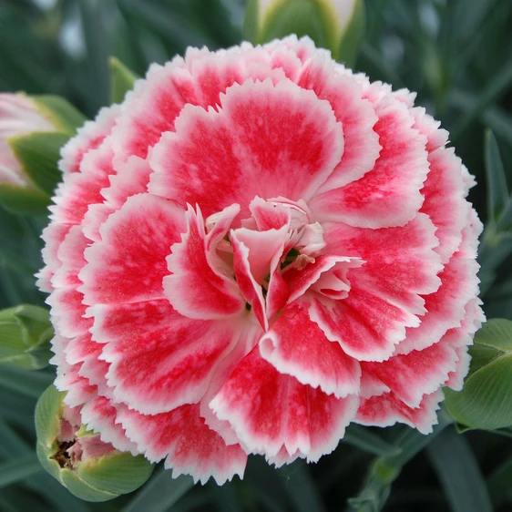 Dianthus 'Coral Reef' ℗ - © Whetman Pinks