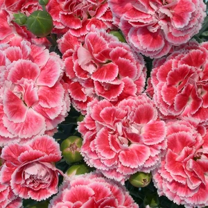 Dianthus 'Coral Reef' ℗ - © Whetman Pinks