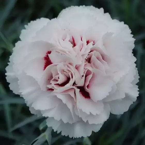 Dianthus 'Cranmere Pool' ℗ - © Whetman Pinks