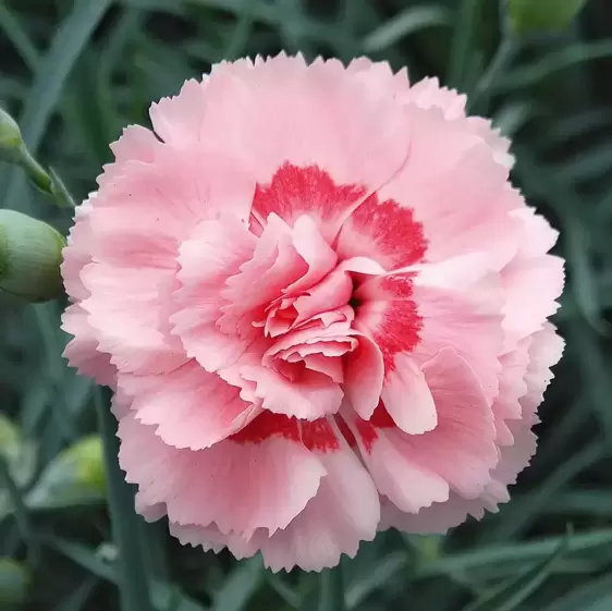 Dianthus 'Doris'