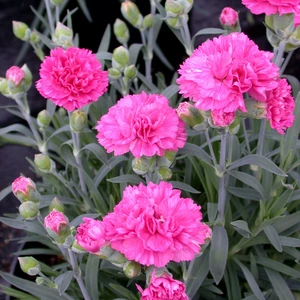Picture - Plant Haven International