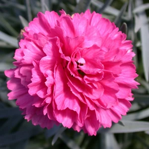 Picture - Plant Haven International