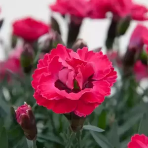 Dianthus 'Early Love' ® - Selecta©