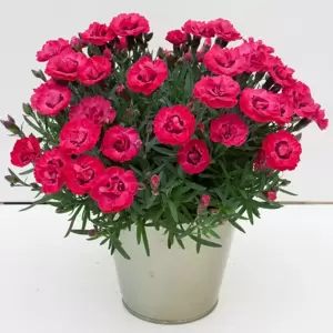 Dianthus 'Early Love' ® - Selecta©