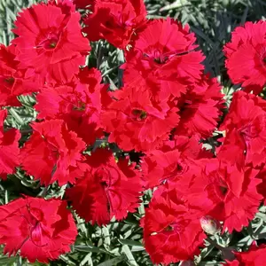 Picture Credit - Kernock Park Plants Ltd.