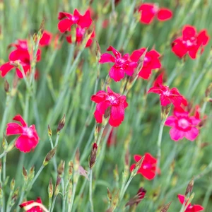 Picture - Walter's Gardens Inc.