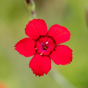 Dianthus deltoides 'Flashing Lights' 1L - image 2