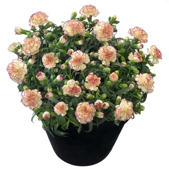 Dianthus Flow 'Grace Bay' - image 1