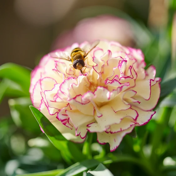 Dianthus Flow 'Grace Bay' - image 2