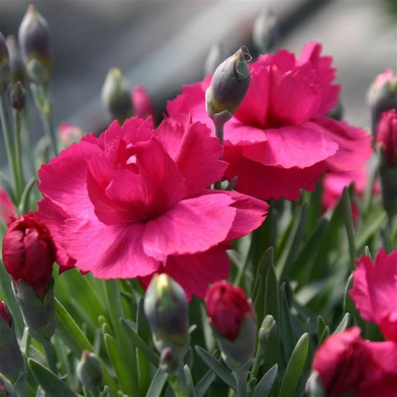 Kernock Park Plants