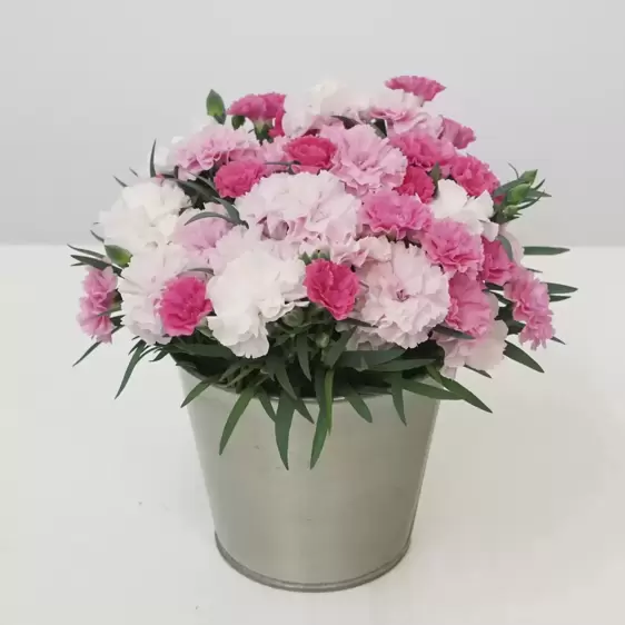 Dianthus 'I♥U' - I Love You 10.5cm - image 3