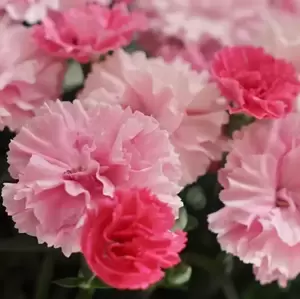 Dianthus 'I♥U' - I Love You 10.5cm - image 2