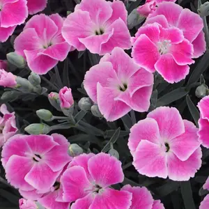 Dianthus 'It Girl' 1L