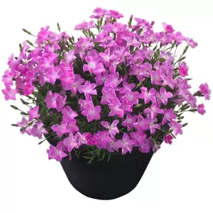 Dianthus 'Kahori Pink' 1L - image 1