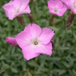Picture - Kernock Park Plants