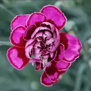 Dianthus 'Laced Monarch' ℗ - © Whetman Pinks