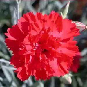 Dianthus 'Lady in Red' ℗ - © Whetman Pinks