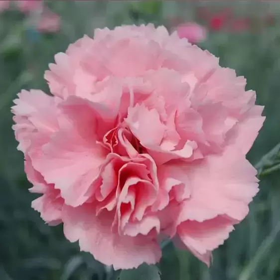 Dianthus 'Letitia Wyatt' ℗ - © Whetman Pinks