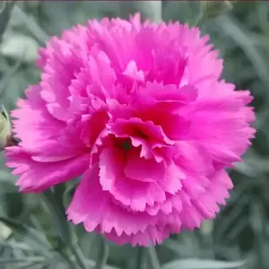 Dianthus 'Lily the Pink' ℗ - © Whetman Pinks