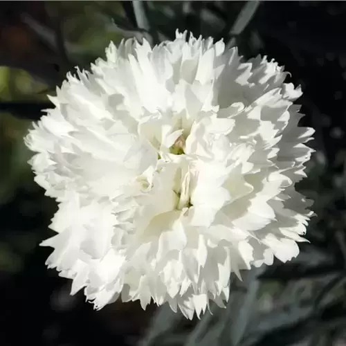 Dianthus 'Memories' 1.5L