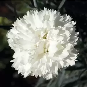 Dianthus 'Memories' 9cm