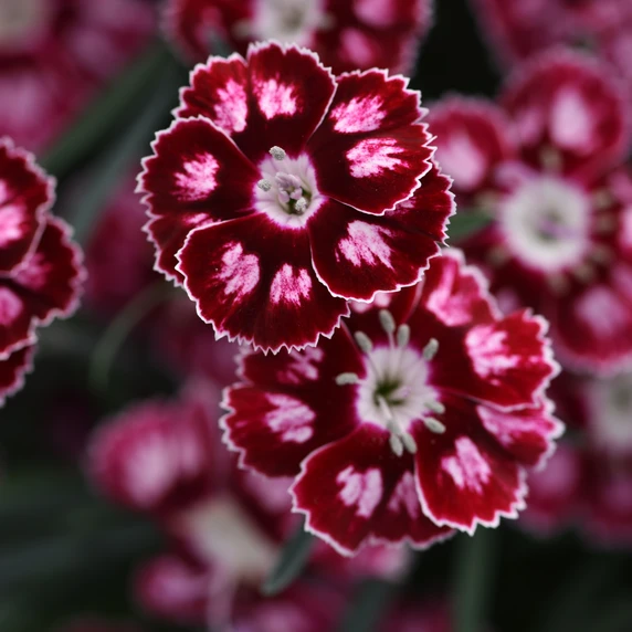 Dianthus 'Morello Star' 9cm - image 2