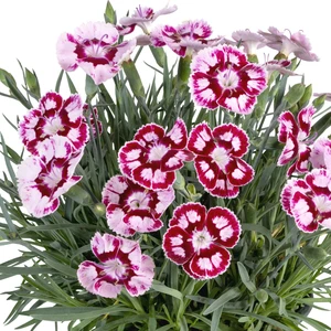 Dianthus 'Morello Star' 9cm - image 3