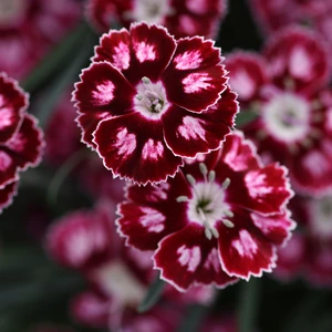 Dianthus 'Morello Star' - image 3