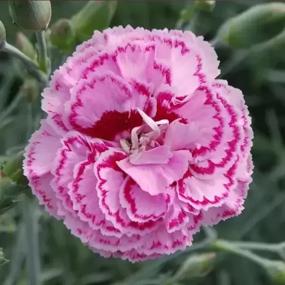 Dianthus 'Moulin Rouge' ℗ - © Whetman Pinks