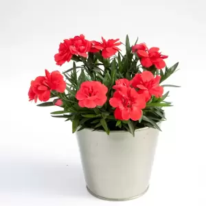 Dianthus Oscar® 'Red' 10.5cm