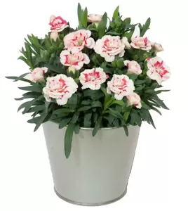 Dianthus Oscar® 'Red Star'