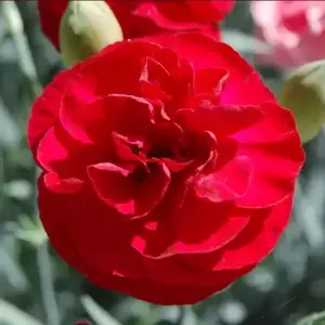 Dianthus 'Passion' 1.5L