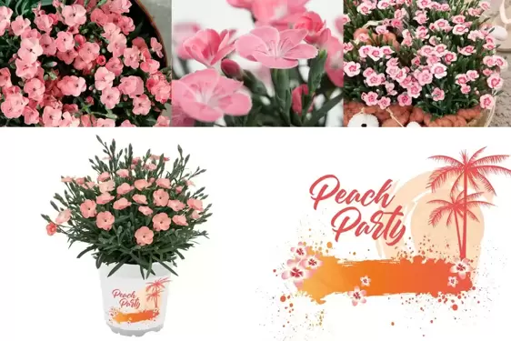 Dianthus 'Peach Party' 10.5cm - image 4