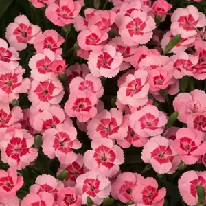 Dianthus 'Peach Party' 10.5cm - image 1