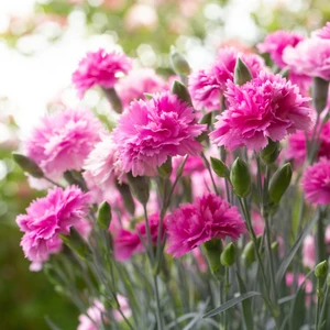 Dianthus 'Pink Celebration' ℗ - © Whetman Pinks