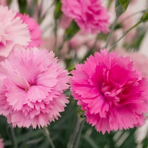 Dianthus 'Pink Celebration' ℗ - © Whetman Pinks