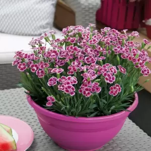 Dianthus 'Pink Kisses®' ℗ - © Selecta